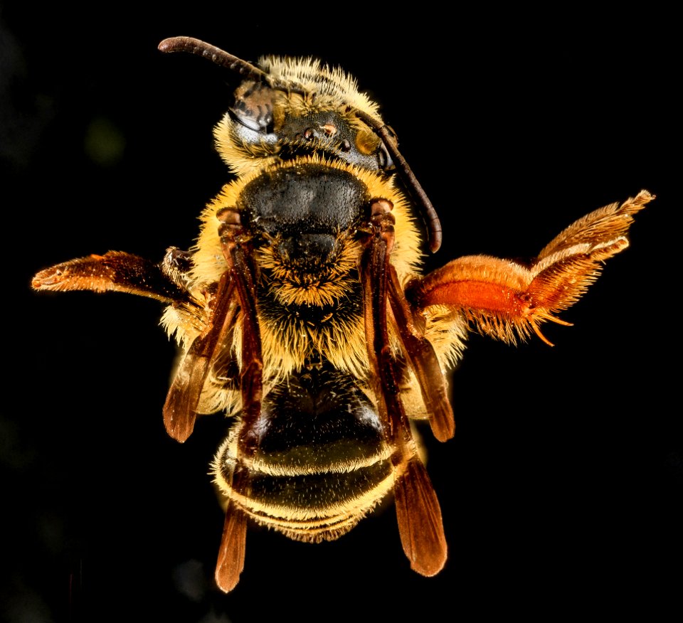 Andrena fulvipennis, F, Back, MD 2013-07-18-14.56.46 ZS PMax