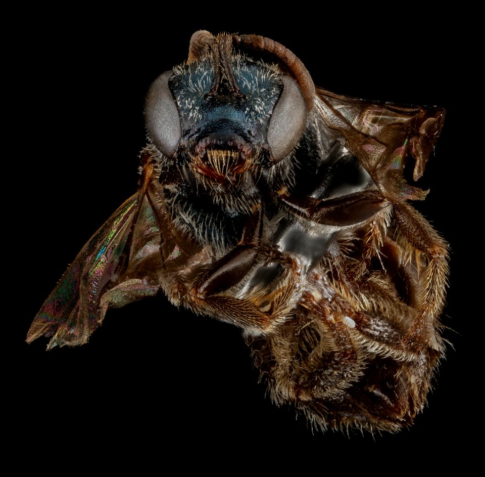 Lasioglossum halophitum, F, face, Florida, St. Johns County 2013-02-22-18.57.28 ZS PMax