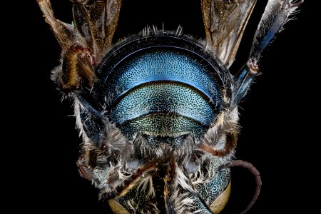 Osmia conjunctaUtoptipofabdomenWestVirginia Pleasants CountyAS