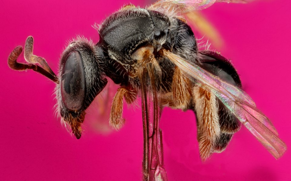 Lasioglossum birkmanni, Female, Side, Nacogodoches County, Texas 2012-10-23-09.06.21 ZS PMax