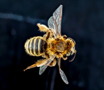 Andrena accepta, female, back 2012-08-02-17