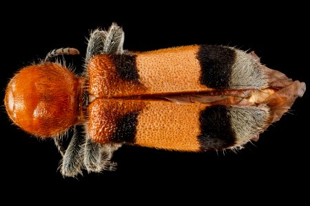 Beetle 3, back 2012-06-20-15.37.05 ZS PMax photo