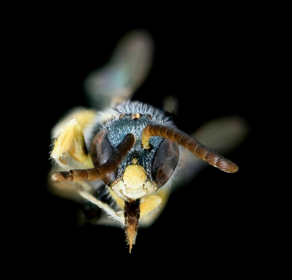 Nomioides minutissmus, m, face, Podunajska, Slovakia 2020-02-17-18.13.04 ZS PMax UDR