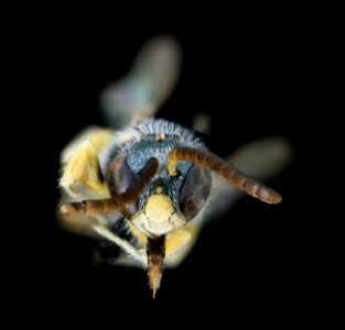 Nomioides minutissmus, m, face, Podunajska, Slovakia 2020-02-17-18.13.04 ZS PMax UDR
