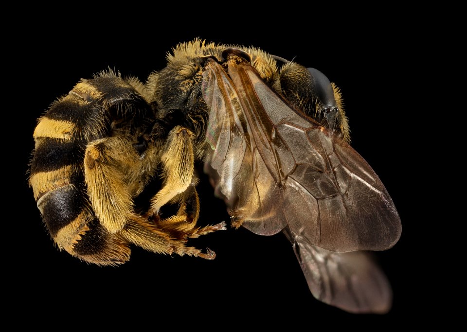 Halictus farinosus, F, Side, UT, Garfield County 2014-06-20-18.47.40 ZS PMax