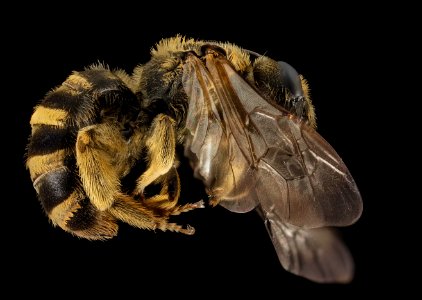 Halictus farinosus, F, Side, UT, Garfield County 2014-06-20-18.47.40 ZS PMax photo