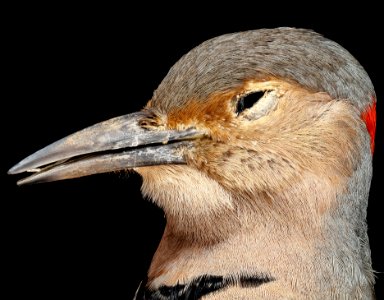 Flicker, U, Right side of face, 800 k st, NW, skybridge, 9.30.12 2013-04-23-14.16.49 ZS PMax photo