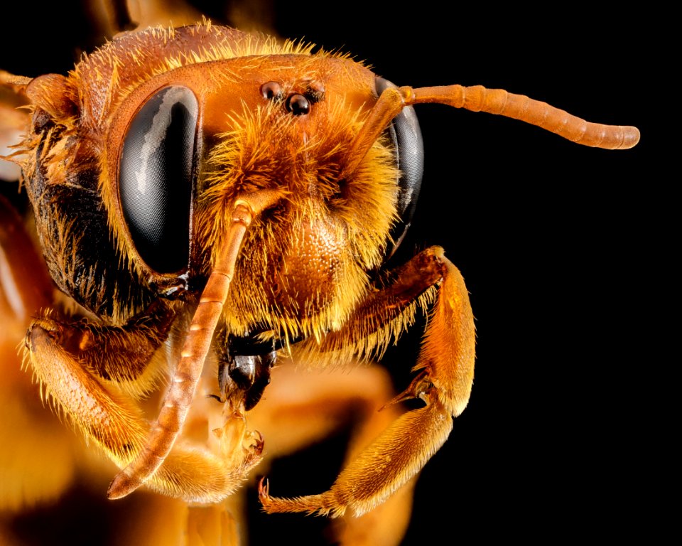 Andrena oman, f, oman, face 2014-10-11-16.21.50 ZS PMax