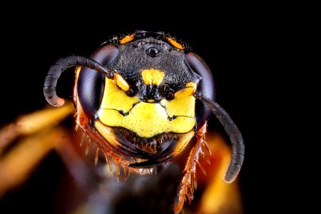 Philanthus gibbosus, female,-face 2012-07-31-20.20.35-ZS-PMax