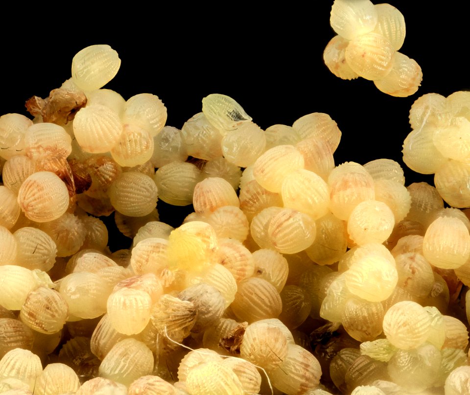 corn earworm, eggs 2014-06-06-10.46.51 ZS PMax