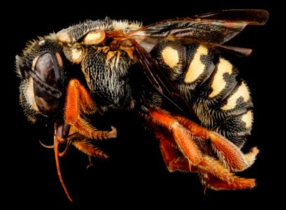Dianthidium ulkei, U, side, Jackson County, South Dakota 2012-11-15-17.26.11 ZS PMax