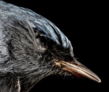 Setophaga caerulescens, Black Throated Blue Warbler, U, side face 2013-03-19-15.20.47 ZS PMax