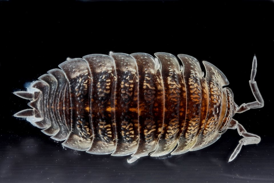 Trachelipus rathkii, U, 2012-10-16-15.30.59 ZS PMax