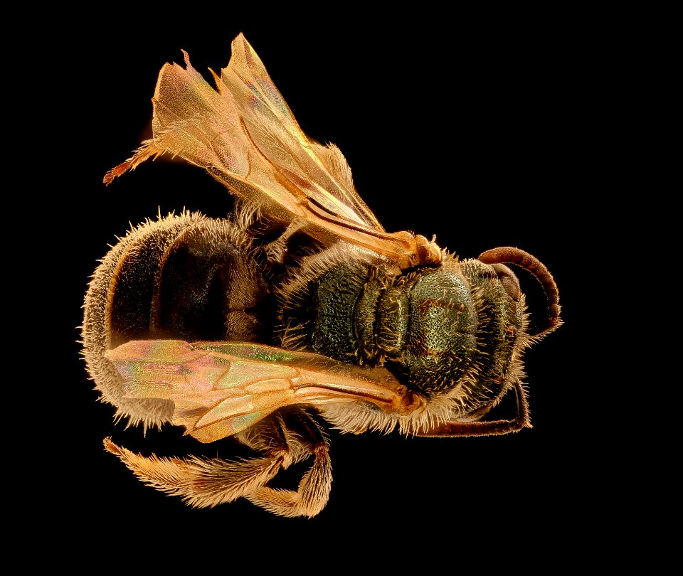Lasioglossum incompletum, f, back, Pennington Co., SD 2018-08-15-18.01.19 ZS PMax UDR