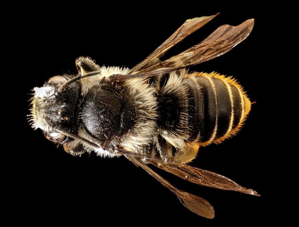 Megachile relativa, female, back, Mariposa, Ca, 2017-07-13-16.10