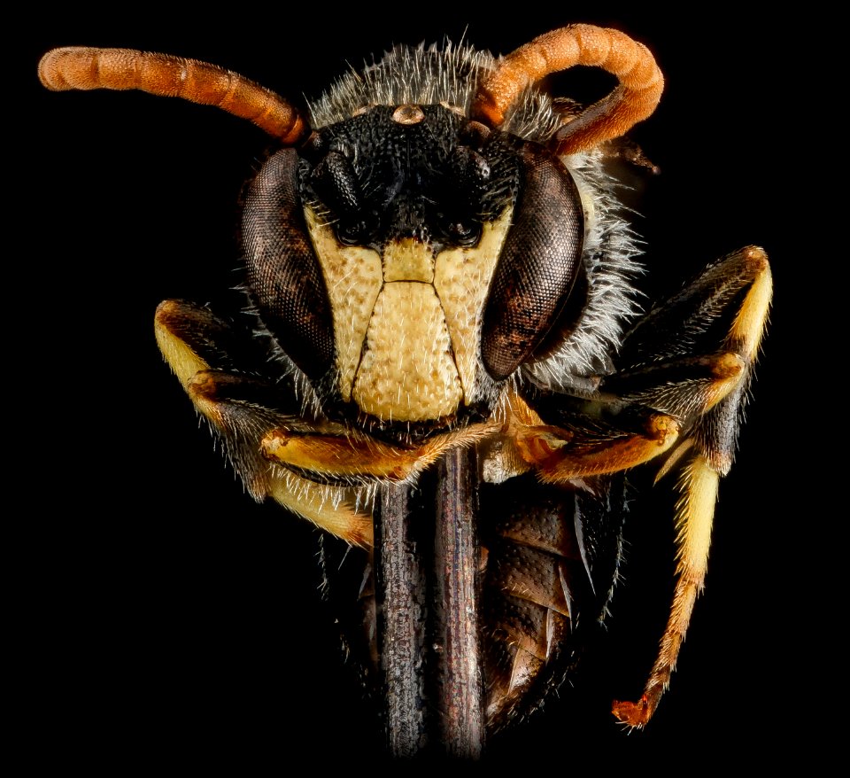 Hylaeus hyalinatus, M, face 2013-01-10-14.41.14 ZS PMax