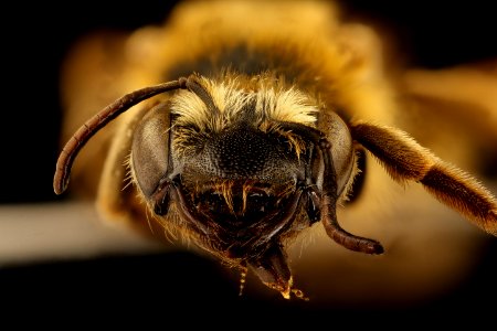 Andrena helianthiformis, f, face, Pennington Co., SD 2018-08-10-12.41.12 ZS PMax UDR