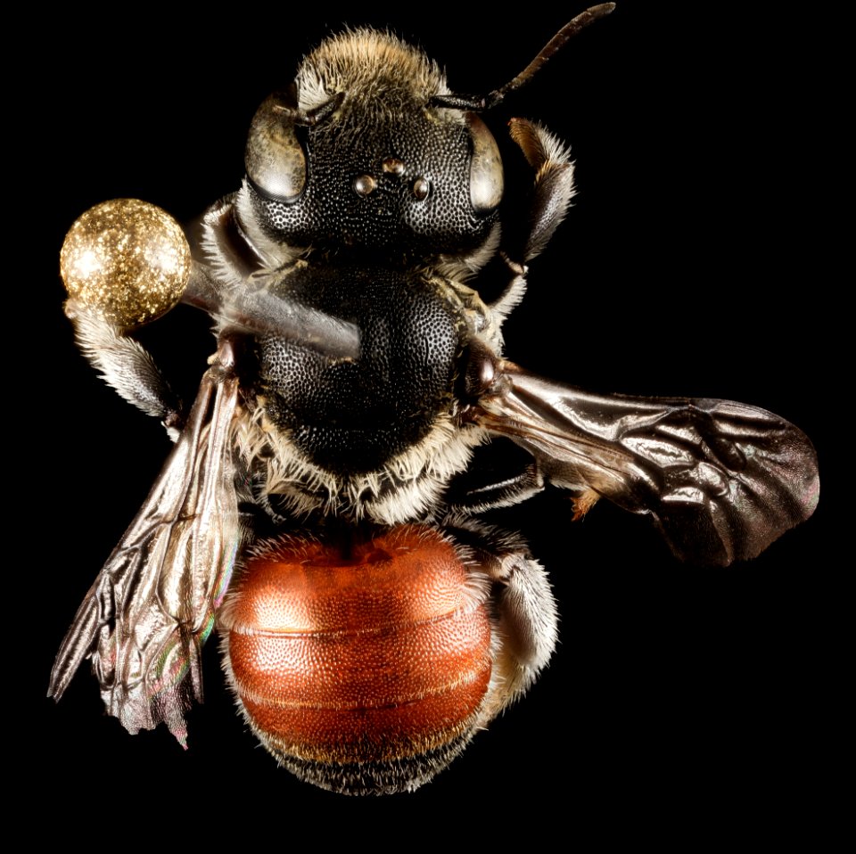 Osmia andrenoides, F, Back, Greece, Aegean Islands Lesvos Mytilene 2015-02-18-12.32.51 ZS PMax