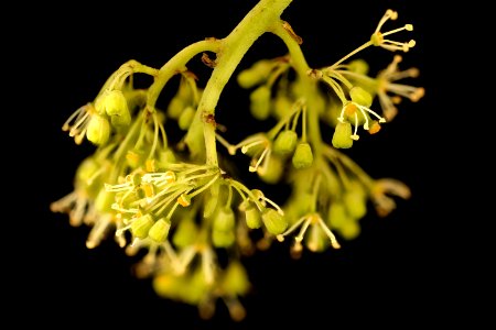 Vitis spp., Howard Co, Maryland, H Metzman 2018-06-21-15.22.17 ZS PMax UDR photo