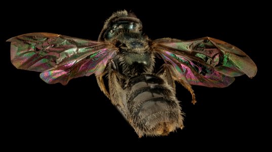 Lasioglossum taylorae, F, Back, MA, Franklin County 2015-07-07-11.55.17 ZS PMax UDR