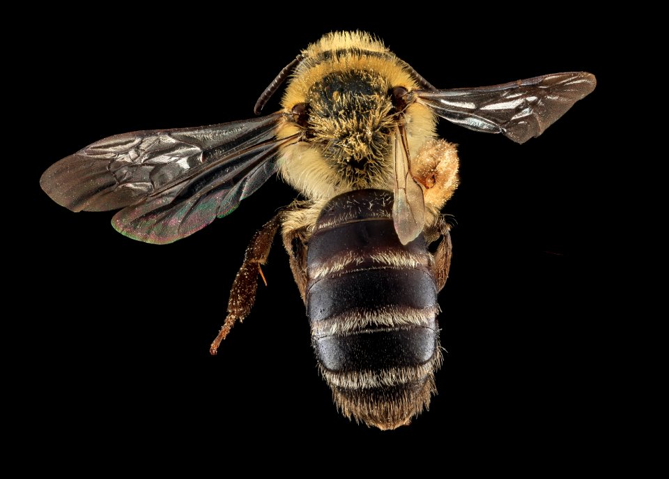 Andrena asteris, F, Back, WV, Hampshire County 2013-06-11-17.24.09 ZS PMax