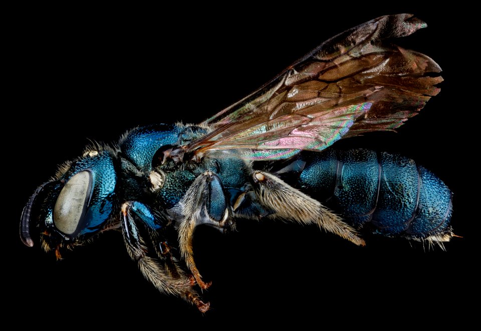 Ceratina dupla, F, side, New York, Kings County 2013-02-14-14.33.19 ZS PMax