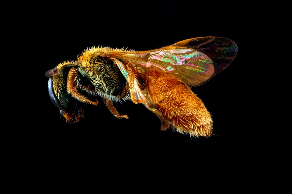 Lasioglossum-vierecki,-unknown,-side 2012-07-17-17.06.53-ZS-PMax