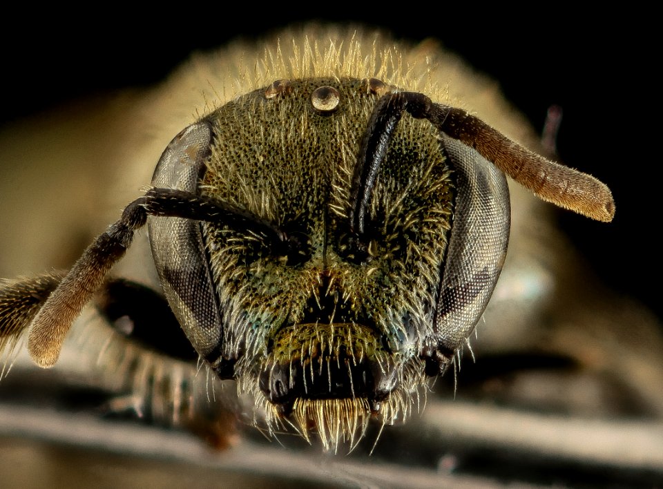 Lasioglossum prasinogaster, F, Face, WY, Lincoln County 2014-04-25-14.44.53 ZS PMax