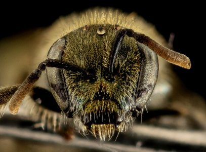 Lasioglossum prasinogaster, F, Face, WY, Lincoln County 2014-04-25-14.44.53 ZS PMax photo