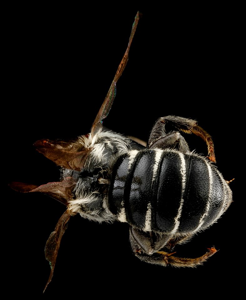 Hoplitis truncata, F, back2, West Virginia, Hardy County 2012-11-27-16.56.21 ZS PMax