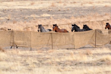 Cedar Mtn Wild Horse Gather 02/21/12