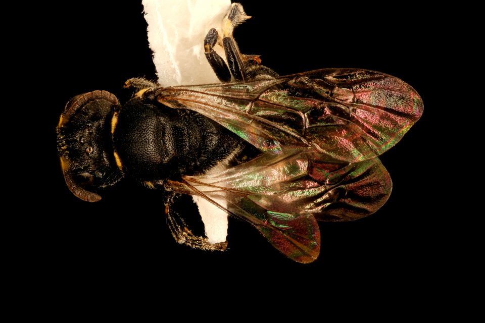 Hylaeus sparsus, f, back, Shenandoah, VA 2017-07-19-16.26