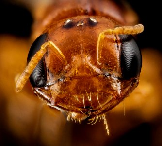 Pachyprosopis cornuta, f, australia, face 2014-11-02-01.19.12 ZS PMax