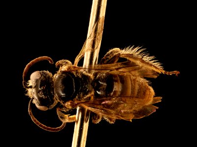 Chile species 17, f, back, Near Eric Hempsteads, Chile 2018-07-13-19.49