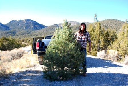 Tree Cutting in the West Desert District