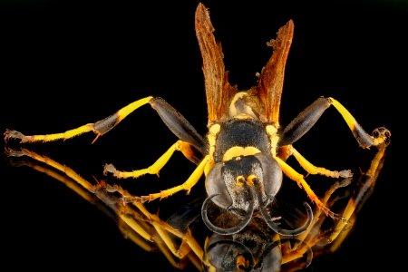 Sceliphron caementarium, U, face, Florida, Biscayne 2013-01-24-15.25.11 ZS PMax