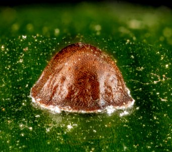 Scale insect,U, face, Patuxent, MD, 2013-01-02-14.29.06 ZS PMax photo