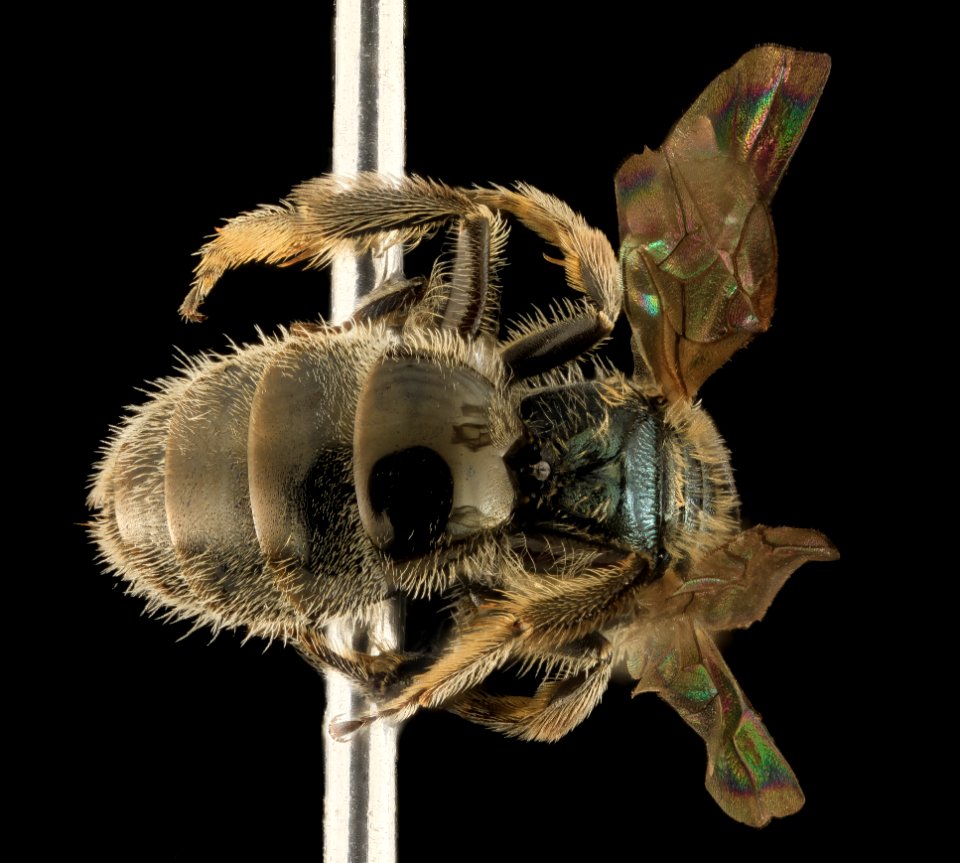 Lasioglossum knereri, F, Back, WA, San Juan County 2014-05-09-18.55.41 ZS PMax