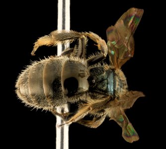 Lasioglossum knereri, F, Back, WA, San Juan County 2014-05-09-18.55.41 ZS PMax