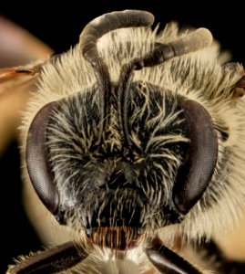 Lasioglossum heterorhinum, F, Face, UT, Garfield County 2014-05-09-17.50.19 ZS PMax