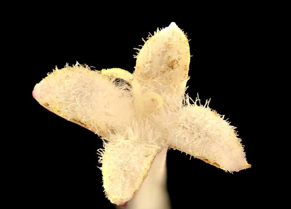Mitchella repens, Partridgeberry flower close-up, Howard County, MD, Helen Lowe Metzman 2017-06-20-14.30