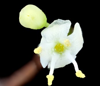 Ilex opaca 4, American Holly, staminate flowers, Howard County, Md, Helen Lowe Metzman 2019-10-23-16.55.52 ZS PMax UDR