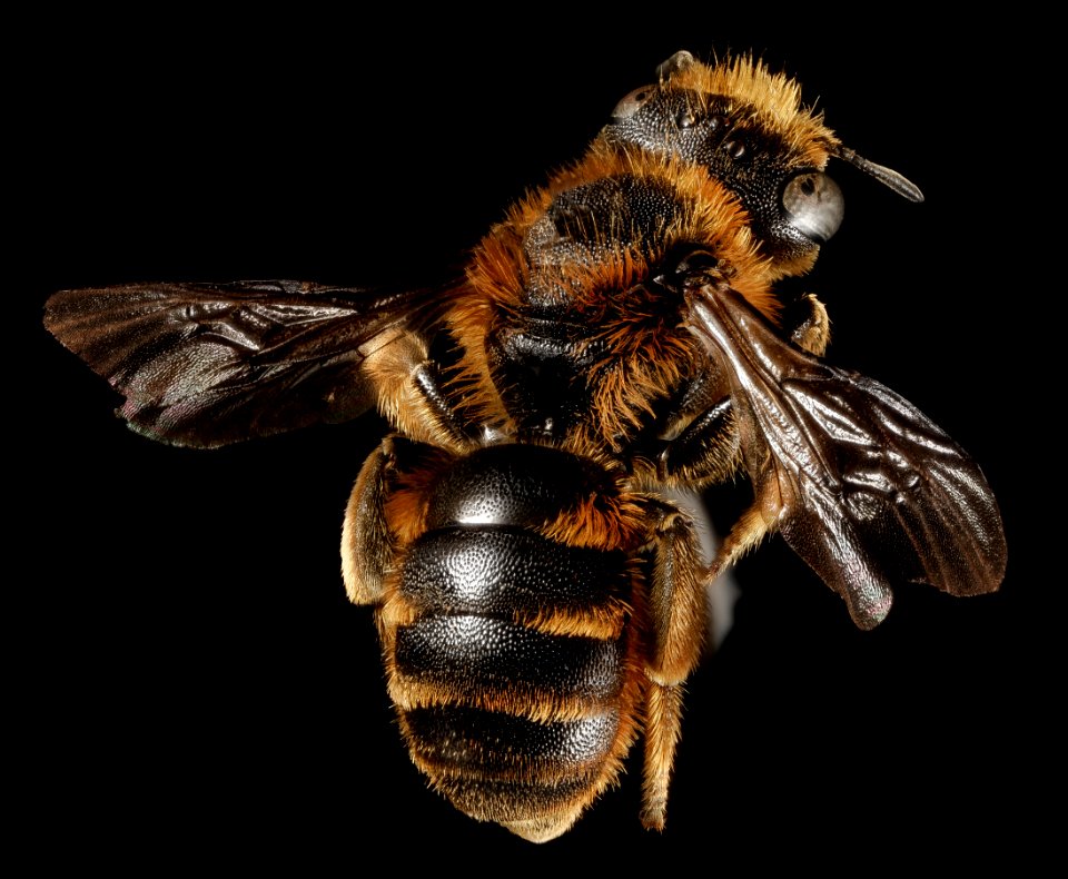 Osmia rufohirta, F, Back, Greece, Aegean Islands, Lesvos, Mytilene 2015-02-16-15.52.37 ZS PMax