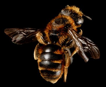 Osmia rufohirta, F, Back, Greece, Aegean Islands, Lesvos, Mytilene 2015-02-16-15.52.37 ZS PMax