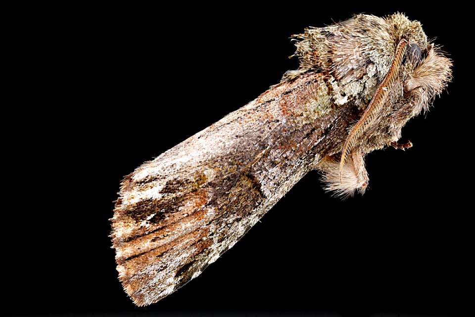 Schizura unicornis - Side