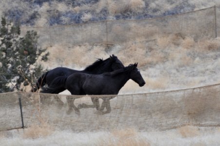 Cedar Mtn Wild Horse Gather 02/27/12