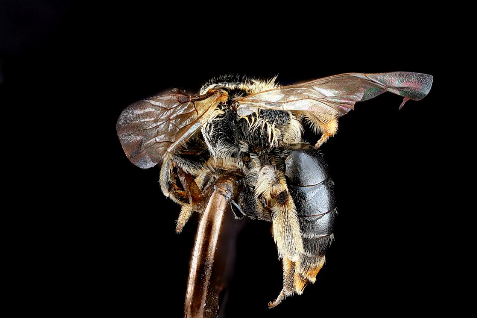 Andrena-nuda,-female,-side 2012-08-03-17.35.01-ZS-PMax