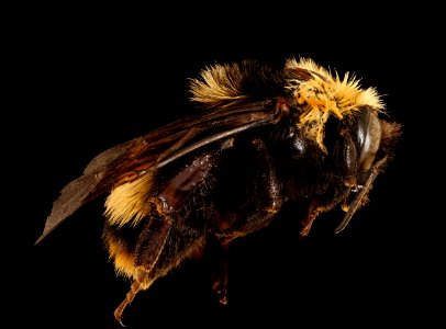 Bombus crotchii, f, right, Yolo Co, CA 2019-03-21-19.03.51 ZS PMax UDR