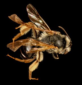 Andrena confederata, f, back, Pr Georges Co, MD 2016-03-16-10.56