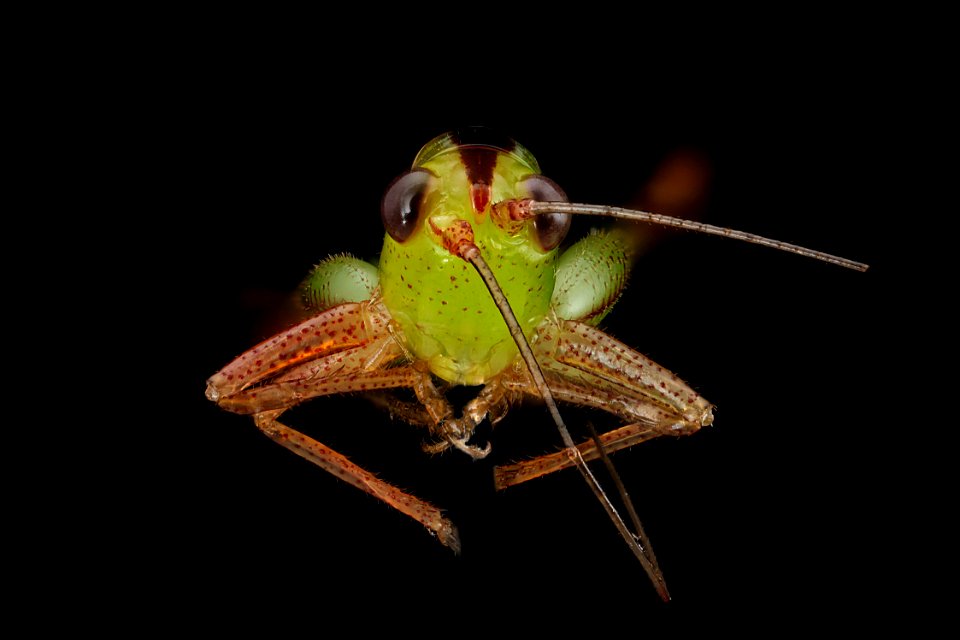 Grasshopper-face 2012-07-03-15.13.28-ZS-PMax